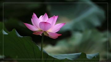 _SNR5135