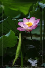 _SNR5171