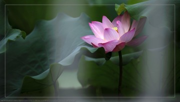_SNR5228