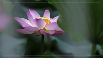 _SNR5245