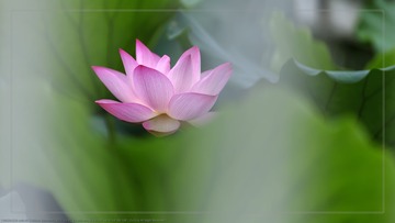_SNR5242
