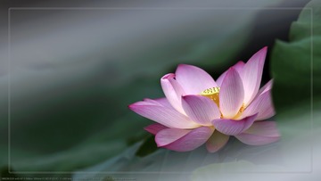 _SNR5231