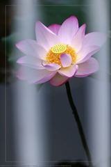 _SNR5311
