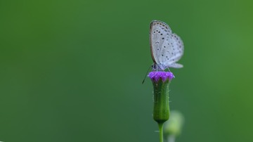 _SNR4627