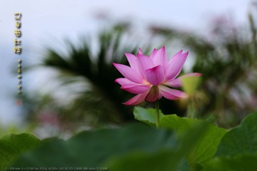 _FJ43716