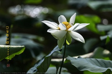 _FJ43764