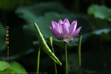 _FJ43767