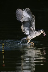 _GSD3813