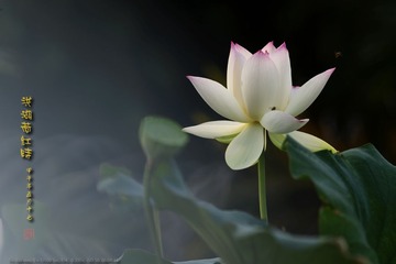 _FJ44984