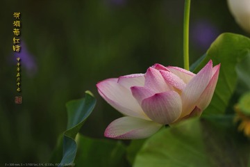 _FJ44985