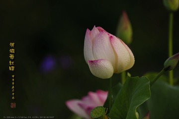 _FJ44986