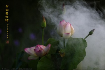 _FJ44988