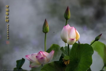 _FJ44991