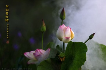 _FJ44992