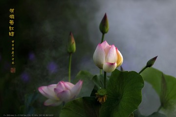 _FJ44993