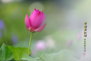 _FJ45013