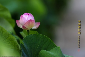 _FJ45018