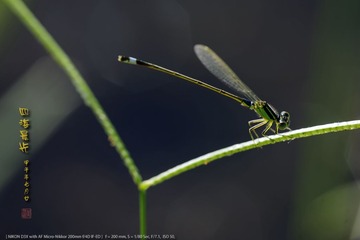 _FJ45770