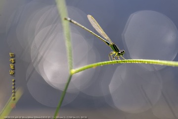 _FJ45777