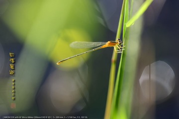 _FJ45789
