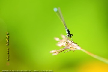 _FJ45795