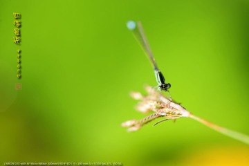 _FJ45796