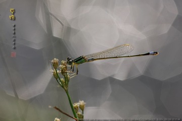 _FJ47323
