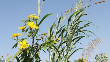 DSCF1058.JPG
