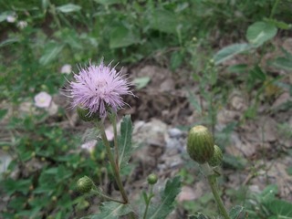 DSCF2066.JPG