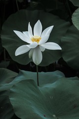 白