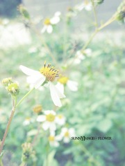 小野花