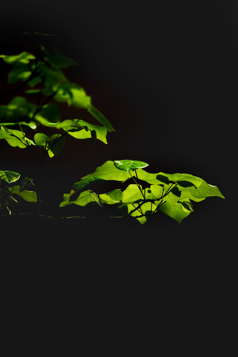 叶子在风中摇曳阳光伴舞美好的四月人间