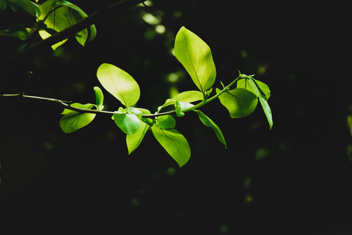 叶子在风中摇曳阳光伴舞美好的四月人间