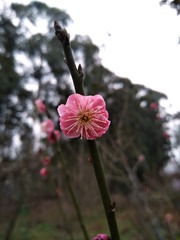 2015356
