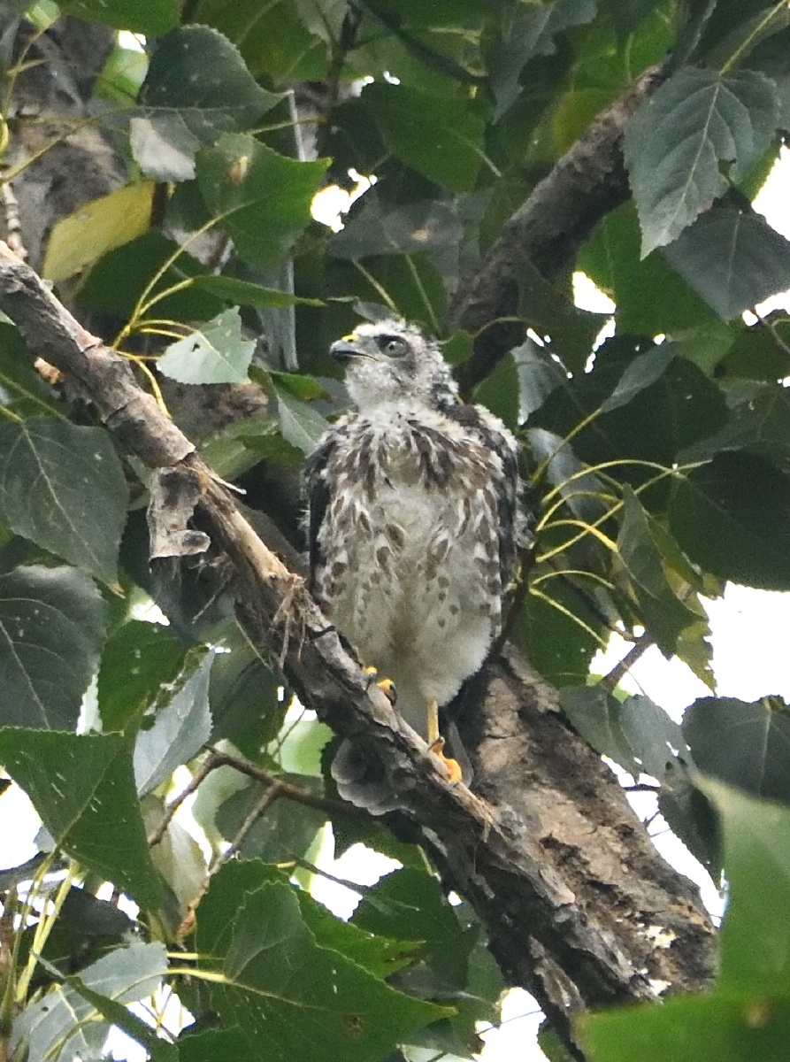 赤腹鹰幼鸟 0808拍摄于马家湾