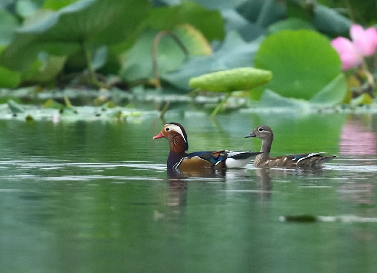 鸳鸯戏水0914拍摄于北京通明湖