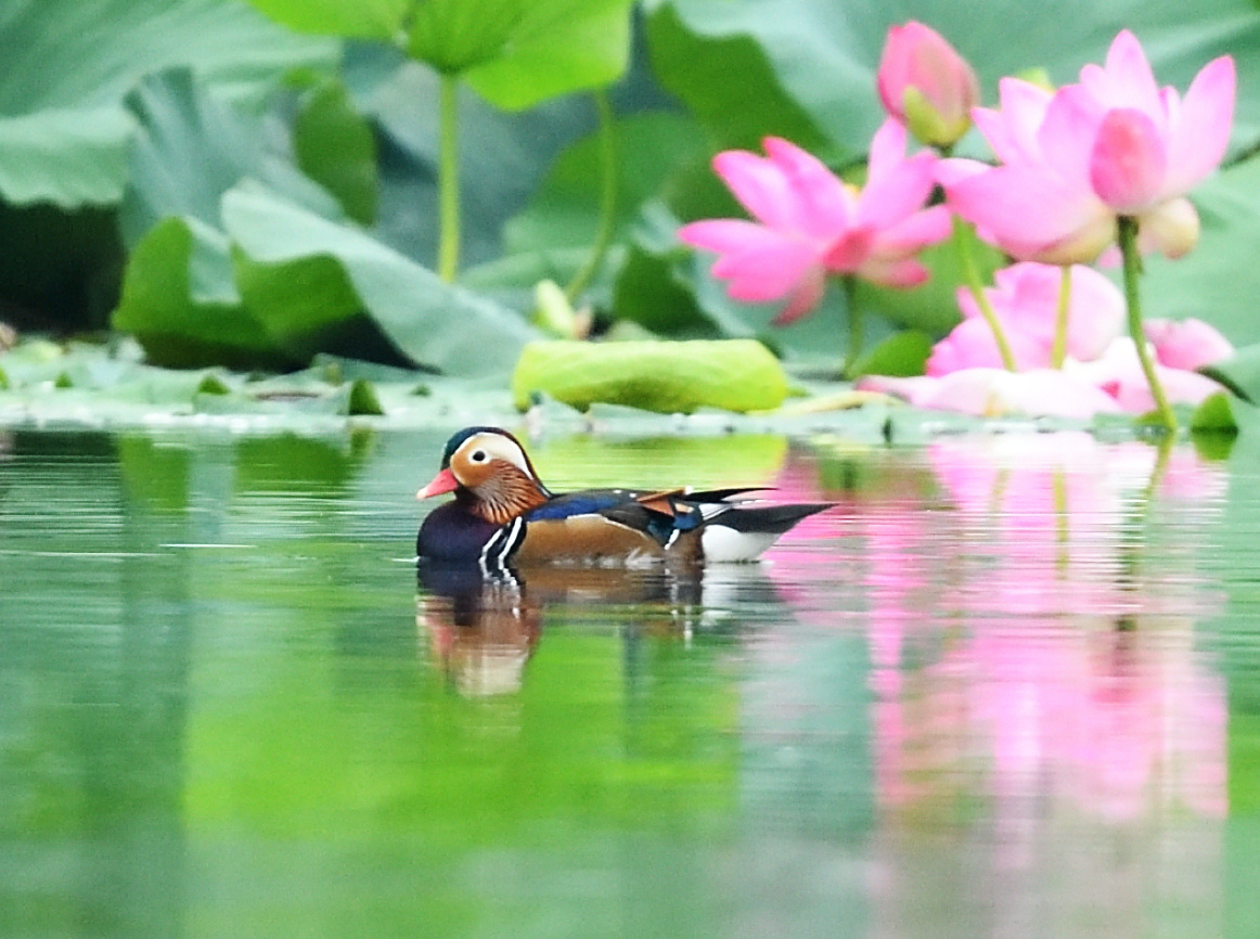 鸳鸯戏水0914拍摄于北京通明湖