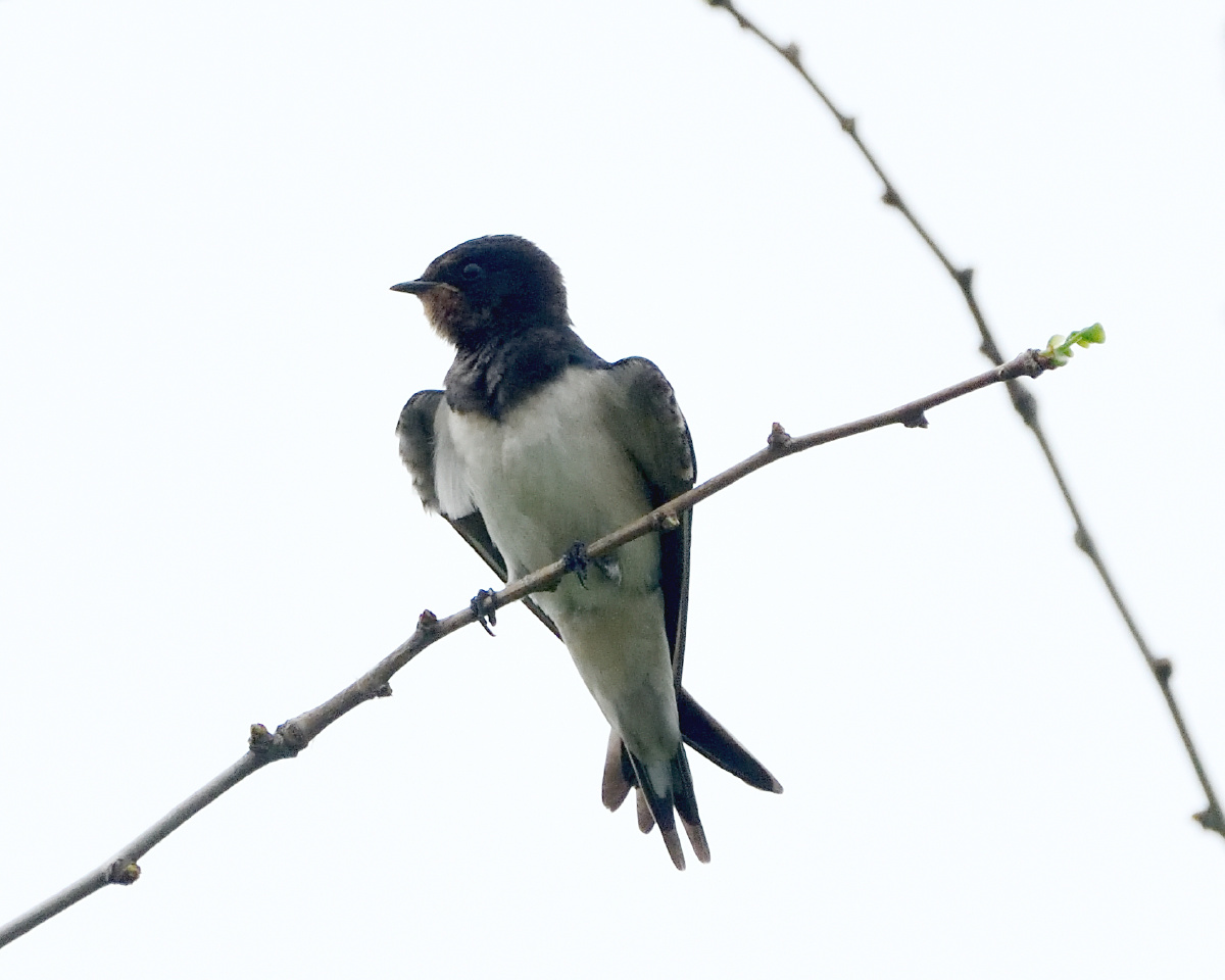 小燕子0714拍摄于北京