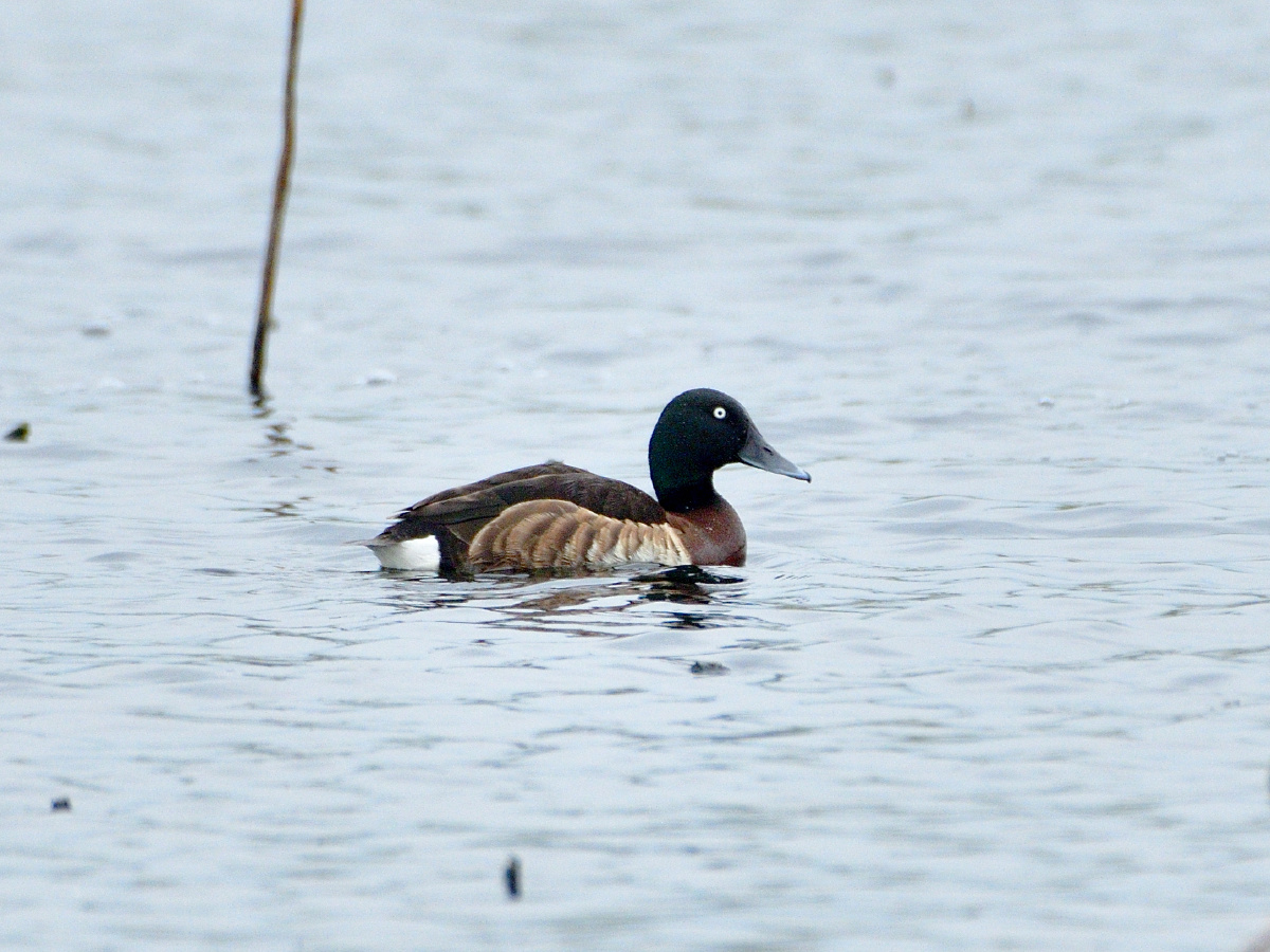 青头潜鸭一家子(拍摄于北京野鸭湖) - 金鱼水塘 - 图虫