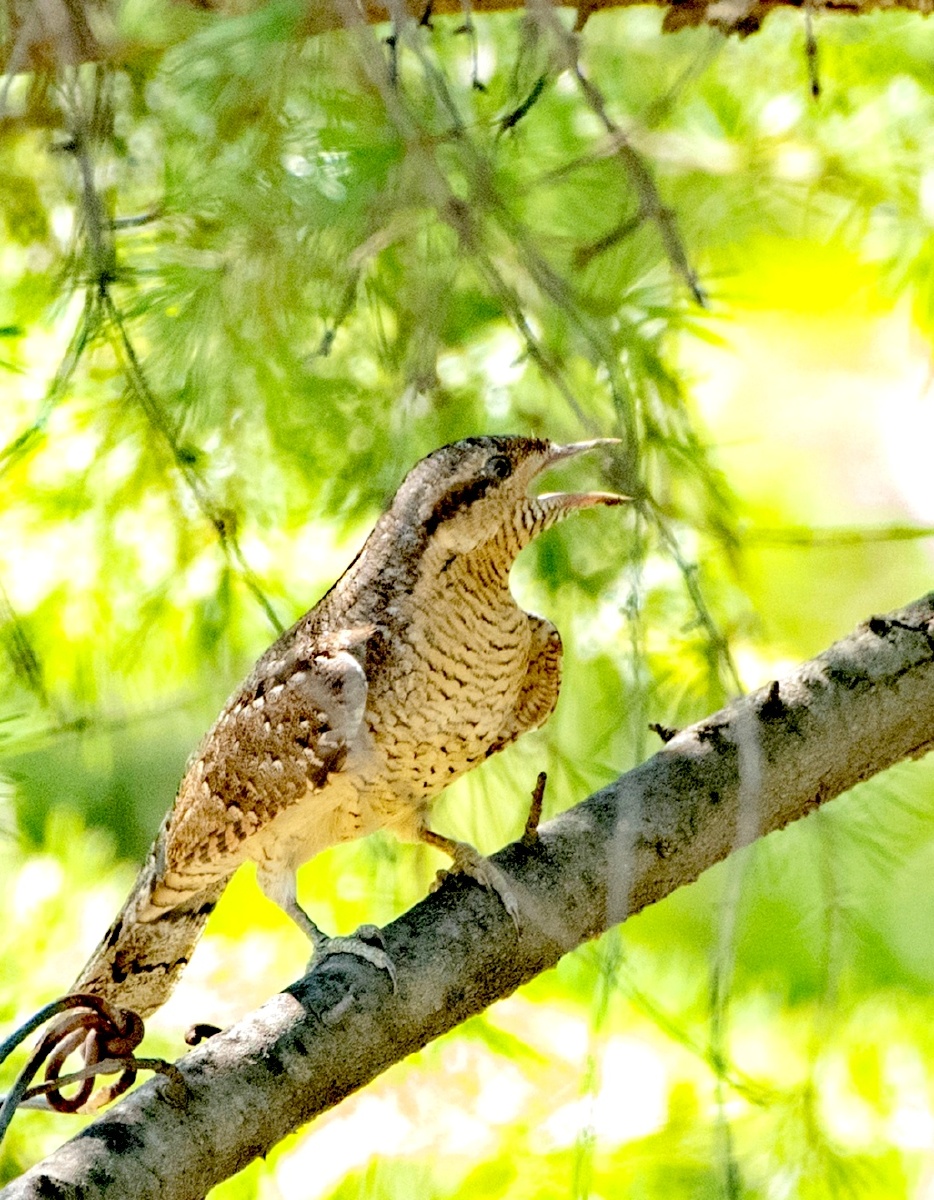 蚁䴕分布于欧洲,亚洲和非洲北部;在我国几遍全境.