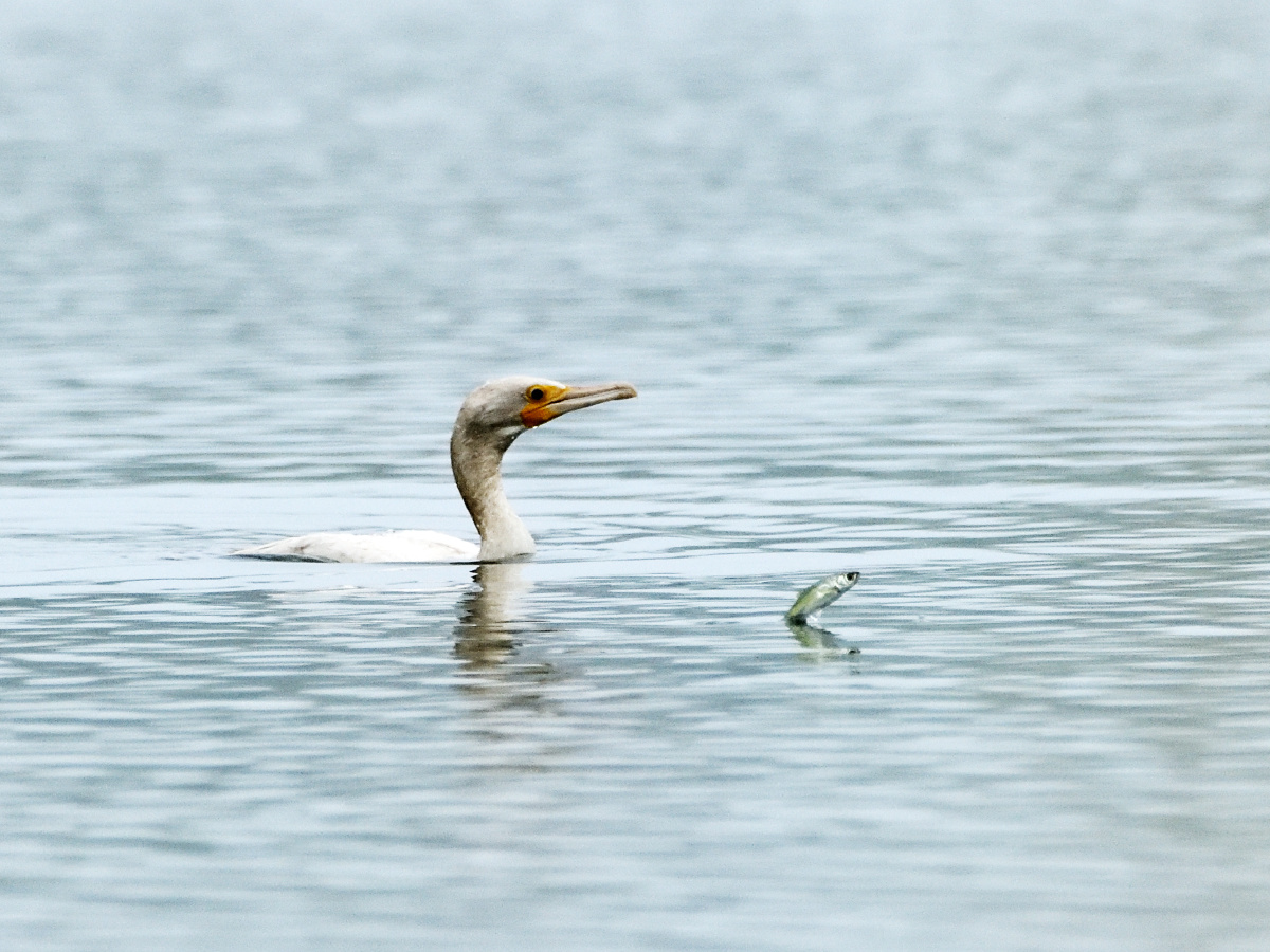 生死攸关(异化鸬鹚)拍摄于北京通明湖0905 - 金鱼水塘