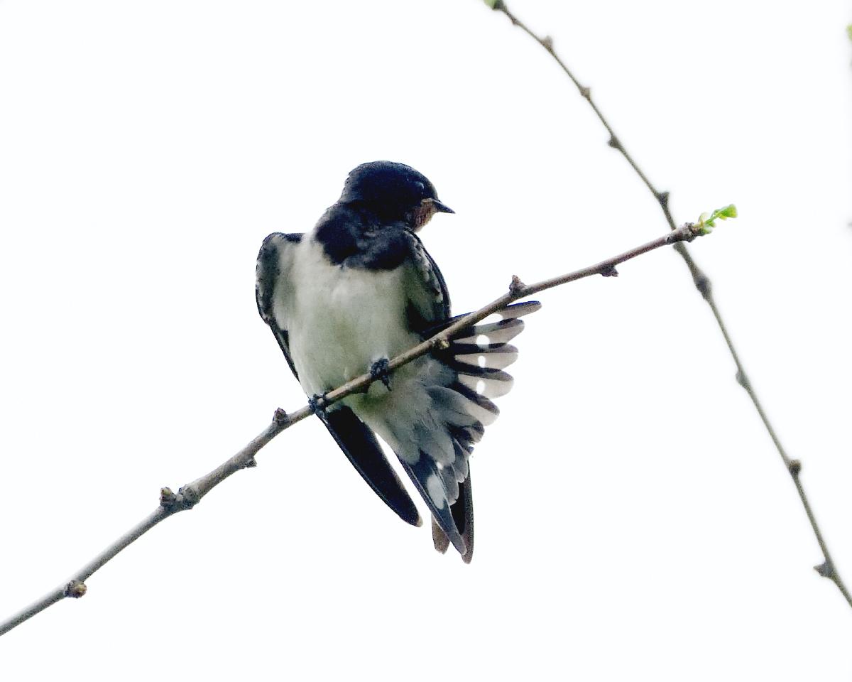 小燕子0714拍摄于北京