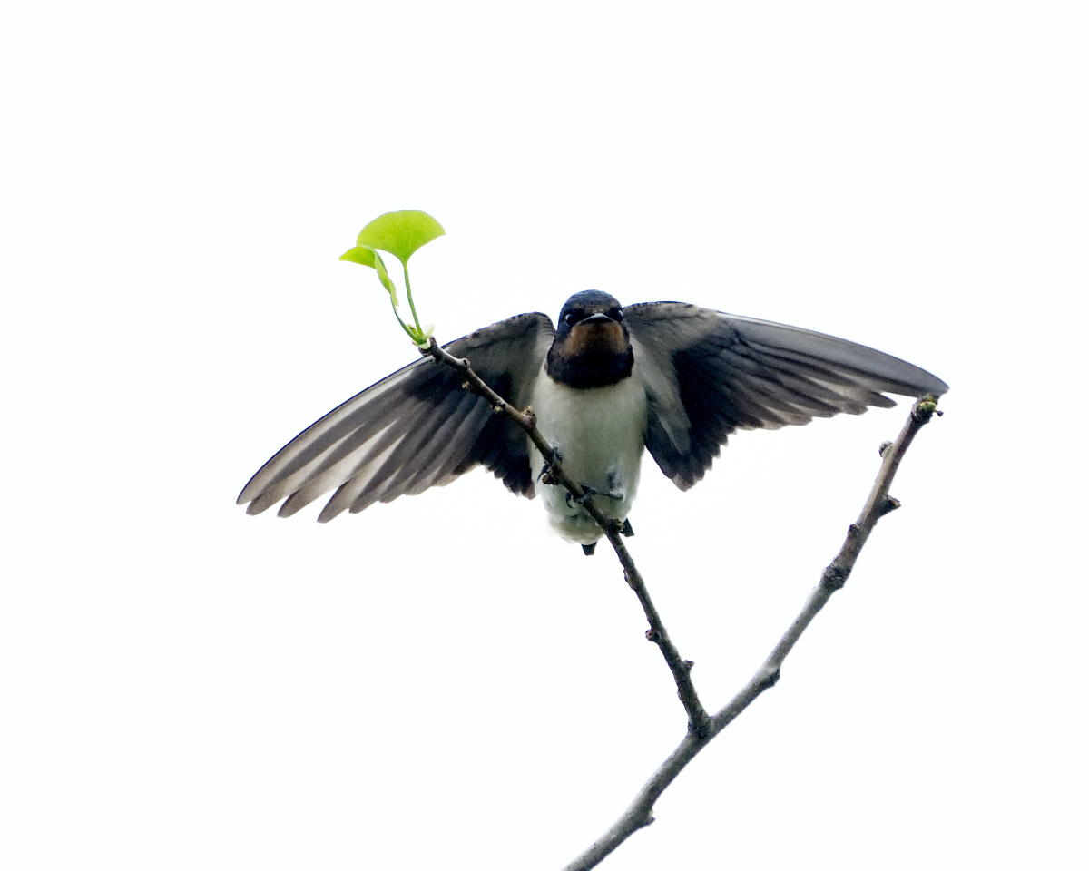 小燕子0714拍摄于北京