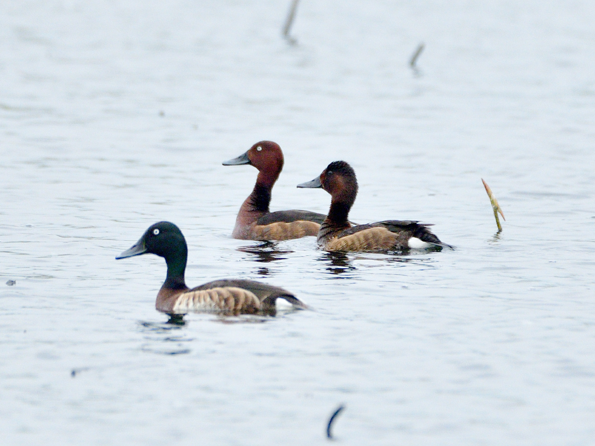 青头潜鸭一家子(拍摄于北京野鸭湖) - 金鱼水塘 - 图虫