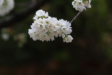 36501