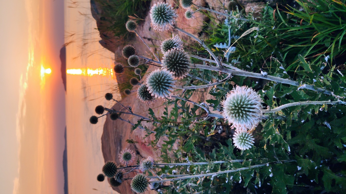 山东威海海边礁石上生长的蓝刺头有人把它看错是蒲公英在落日夕阳的暖