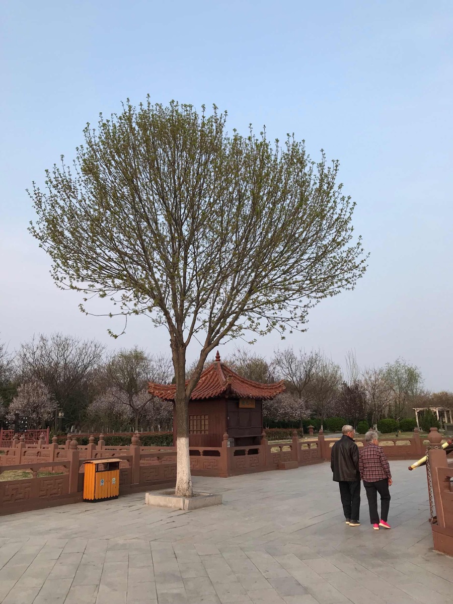 老人与树 - 拍不停 - 图虫网 - 优质摄影师交流社区