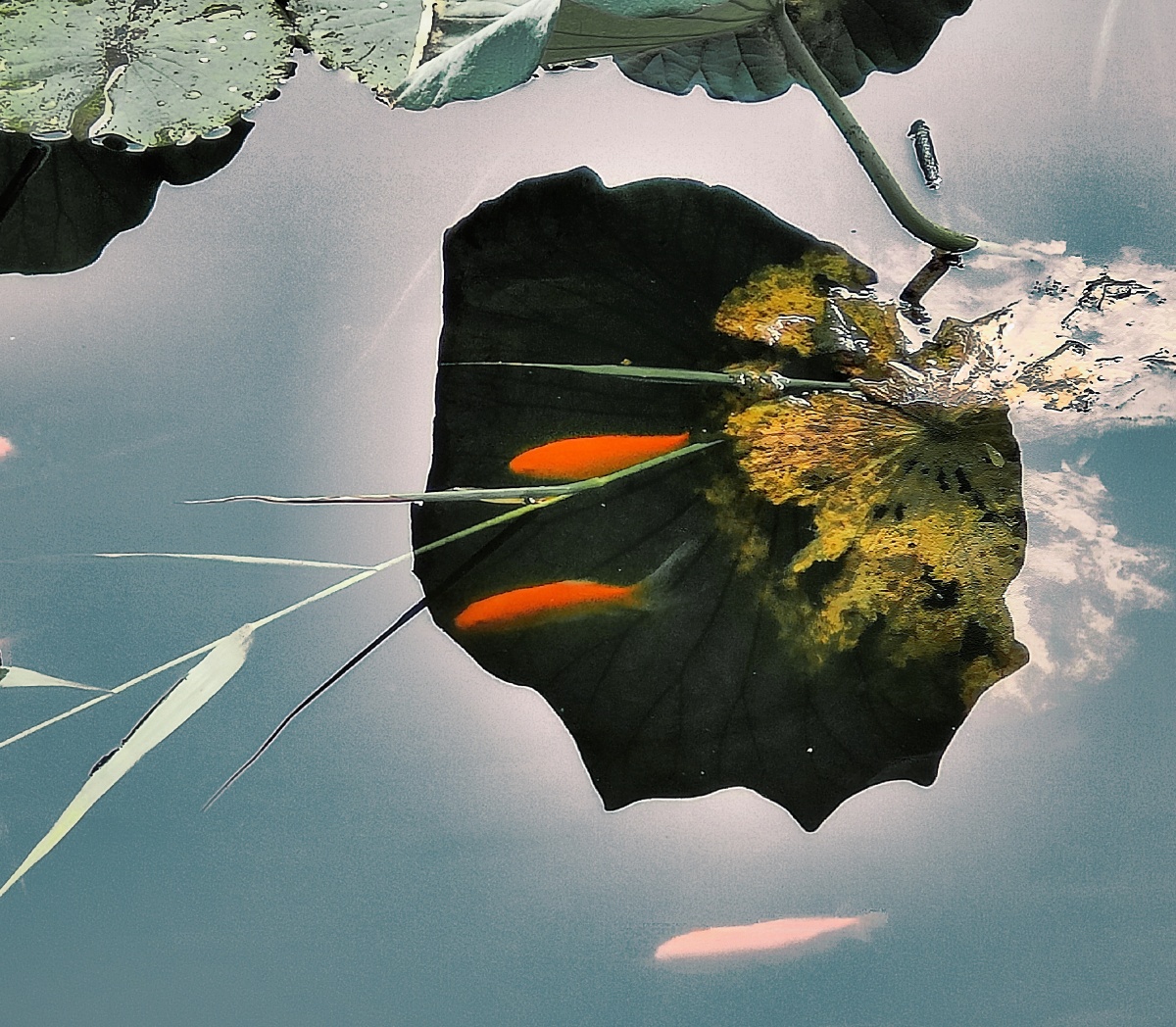 荷塘金鱼荷叶倒影