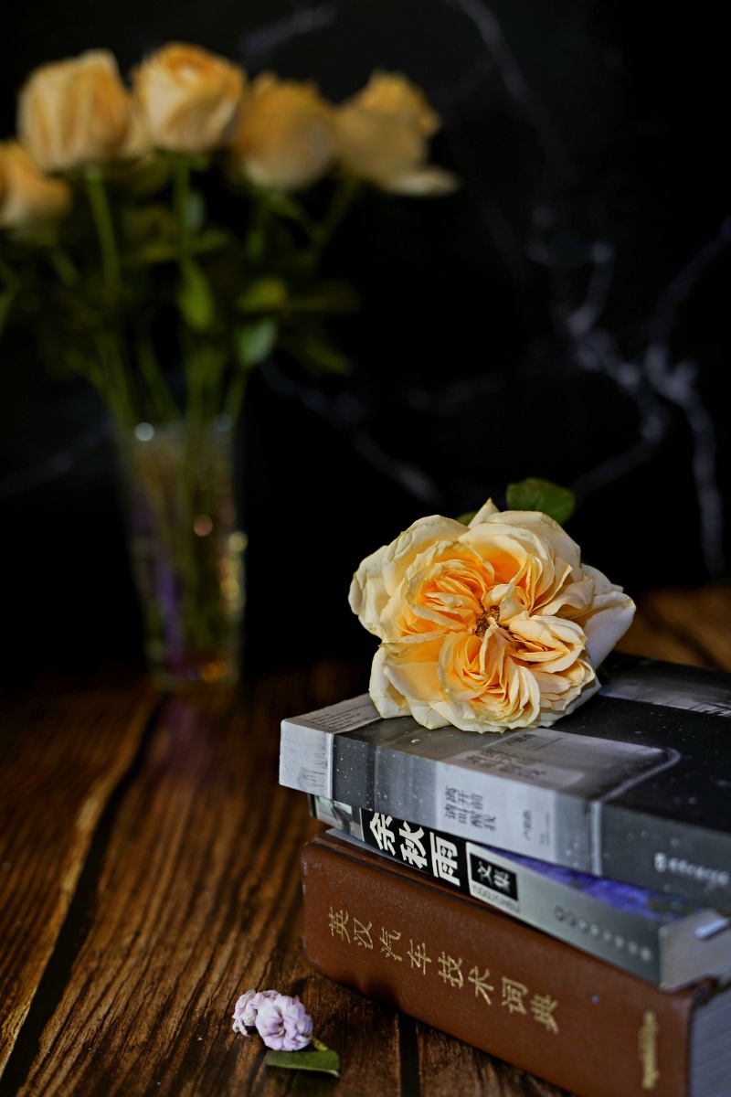玫瑰花伴书香静物