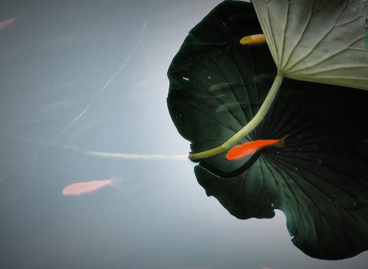 荷塘金鱼荷叶倒影